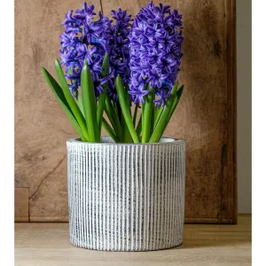 Campania Pleated Planter - Dusty White - Set of 8